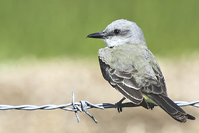 Myiopagis viridicata